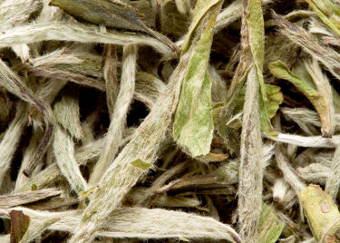 Tea from China - Yin Zhen Pointes blanches