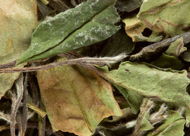 Tea from China - Paï Mu Tan