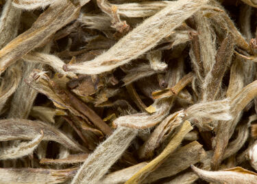 Thé de Chine - Jasmin Yin Zhen