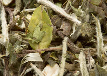 White tea - Great Earl Grey