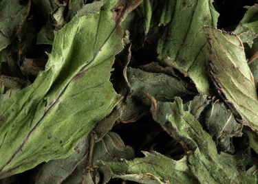 Herbal tea - Menthe poivrée