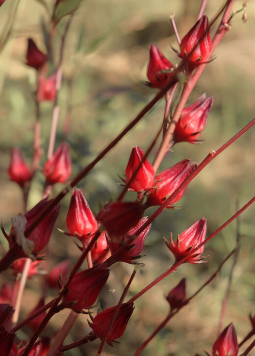 Carcadet - bissap (Hibiscus sabdariffa), fleurs séchées, sachet 20g –  Tisanes de Bourbon