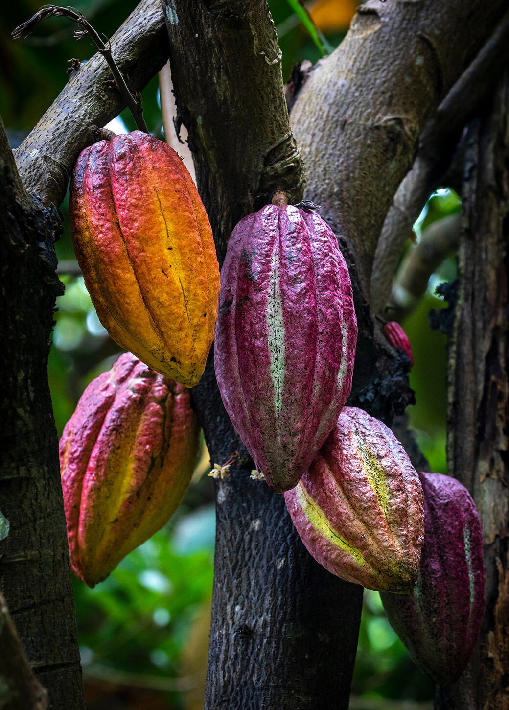 Herbal tea N°628 - Cacao